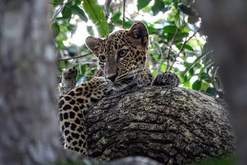 Sri Lanka Safari: Leopards du Parc National de Wilpattu // Leopard curieux