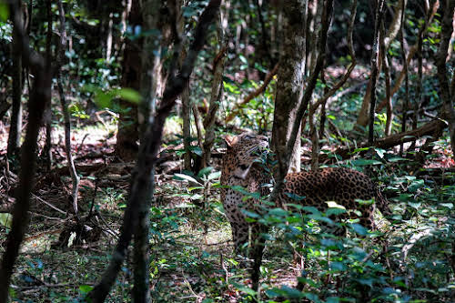 Sri Lanka Safari: Leopards du Parc National de Wilpattu // Et vers la droite