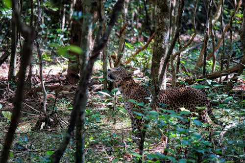 Sri Lanka Safari: Leopards du Parc National de Wilpattu // Leopard regardant a gauche
