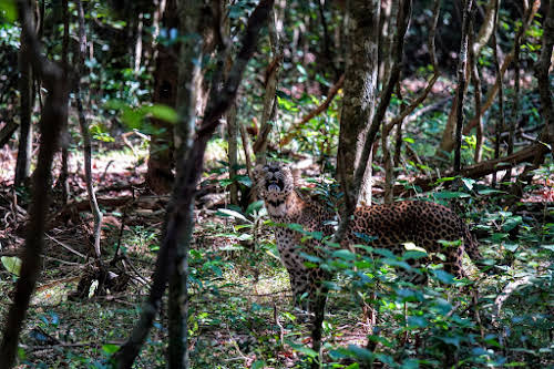 Sri Lanka Safari: Leopards du Parc National de Wilpattu // Peut-être au milieu ?