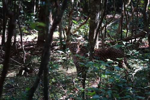 Sri Lanka Safari: Leopards du Parc National de Wilpattu // Leopard regardant vers moi