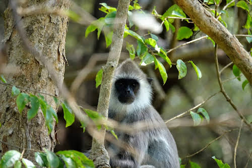 Sri Lanka Safari: Leopards du Parc National de Wilpattu // Semnopithecus Priam (Lemur gris)
