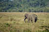 Sri Lanka Travel Tips // Elephant in Wilpattu National Park