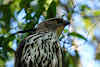 Sri. Lanka Wilpattu National Park . Crested Hawk Eagle