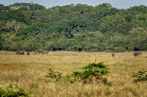 Sri. Lanka Wilpattu National Park . Elephant herd