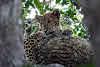 Sri. Lanka Wilpattu National Park . Enquiring leopard