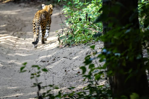 Sri. Lanka Wilpattu National Park . First glance at a leopard