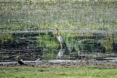 Sri. Lanka Wilpattu National Park . Grey Heron