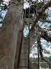 Sri. Lanka Wilpattu National Park. Ladder up the observation treehouse?