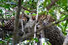 Sri. Lanka Wilpattu National Park . Lazy leopard in tree