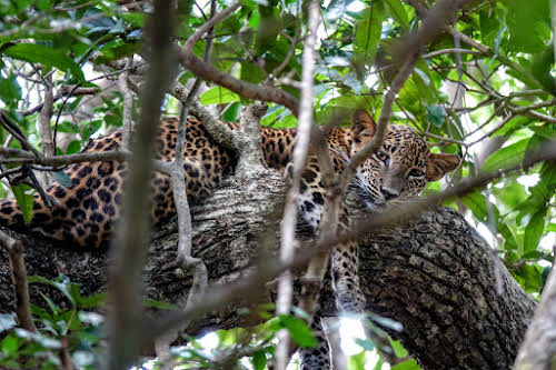 Sri. Lanka Wilpattu National Park . Lazy leopard in tree