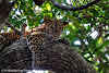 Sri. Lanka Wilpattu National Park. Leopard Laying on Tree Branch