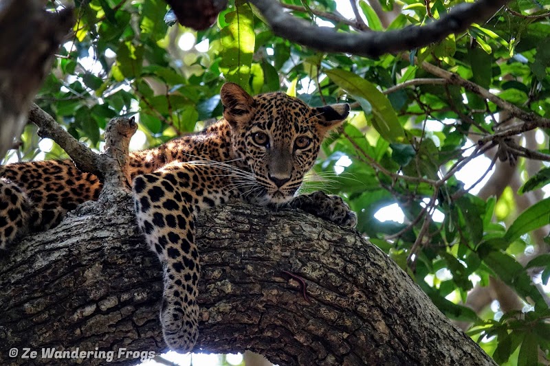 Sri. Lanka Wilpattu National Park. Leopard Laying on Tree Branch