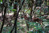 Sri. Lanka Wilpattu National Park . Looking up the tree on the left