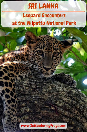  Leopard Encounters at the Wilpattu National Park, Sri Lanka