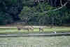 Sri. Lanka Wilpattu National Park . Spotted deer