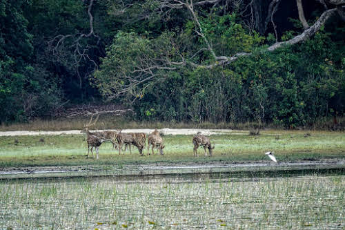 Sri. Lanka Wilpattu National Park . Spotted deer