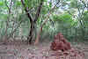 Sri. Lanka Wilpattu National Park . Termite in the forest