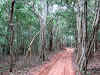 Sri. Lanka Wilpattu National Park . Thick forest and sand track