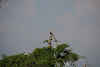 Sri. Lanka Wilpattu National Park . Two hornbills.