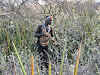 Hadzabe hunter preparing to shoot