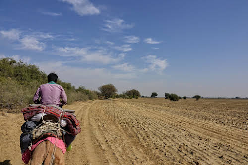 Thar. Desert Camel Trekking Day 3. Passing by dry fields, no harvest due to the drought
