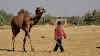 Thar. Desert Camel Trekking Day 3. Patricia leading Papoo for saddling