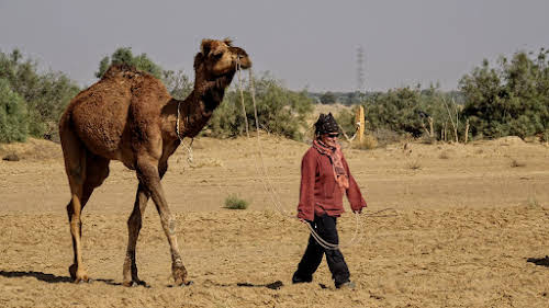 Thar. Desert Camel Trekking Day 3. Patricia leading Papoo for saddling