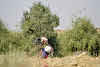 Thar. Desert Camel Trekking Day 3. Village woman bringing food to her husband