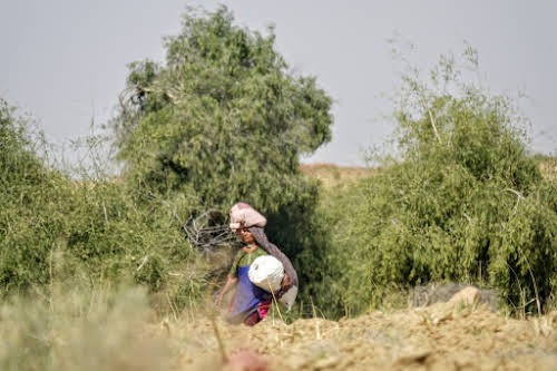 Thar. Desert Camel Trekking Day 3. Village woman bringing food to her husband