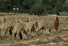 Pakistan Culture of the Kalash Valley Pakistan // Harvest time in Phander Valley