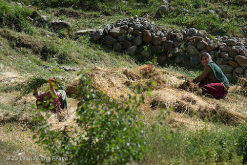 Pakistan Culture of the Kalash Valley Pakistan // Pakistani women harvesting the wheat fields