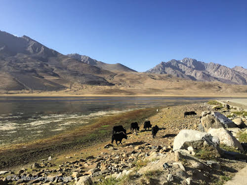 Pakistan Culture of the Kalash Valley Pakistan // Shandur National Park - Cows and Yaks on the High Altitude Valley