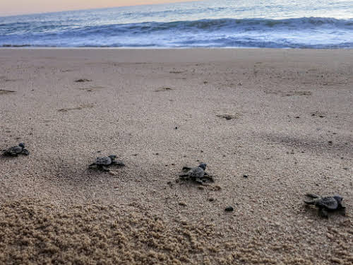 Things to Do in La Paz Mexico // Turtle Hatchling Release in Todos Santos