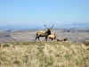 Things to Do in Point Reyes National Seashore // Tule Elk at Tomales Point