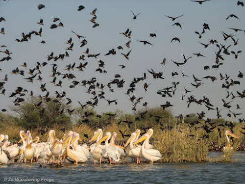 Things to Do in Senegal Travel Guide & Itinerary with Cruise // Djoudj National Park