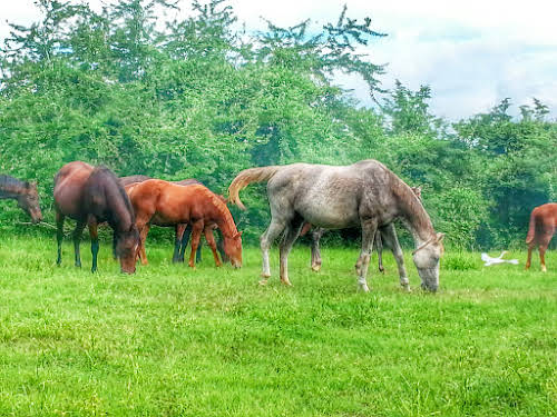Top Adventurous Things to Do in Puerto Rico // Horses in Puerto Rico