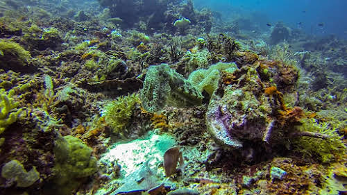 Retour au début. Dive Sites, île de Kri, Raja Ampat, Papouasie. Broadclub seiche