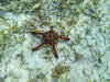 Top. Dive Sites, Kri Island, Raja Ampat, Papua. Chocolate Chip Sea Star