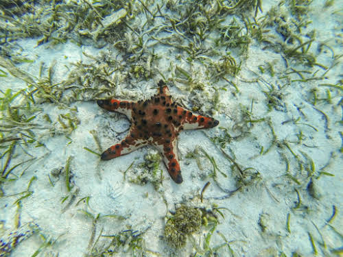 Top. Dive Sites, Kri Island, Raja Ampat, Papua. Chocolate Chip Sea Star