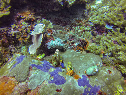 Top. Dive Sites, Kri Island, Raja Ampat, Papua. Colorful Coral