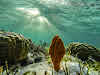 Top. Dive Sites, Kri Island, Raja Ampat, Papua. Coral around Kri Island