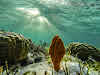 Retour au début. Dive Sites, île de Kri, Raja Ampat, Papouasie. Corail autour de l’île de Kri