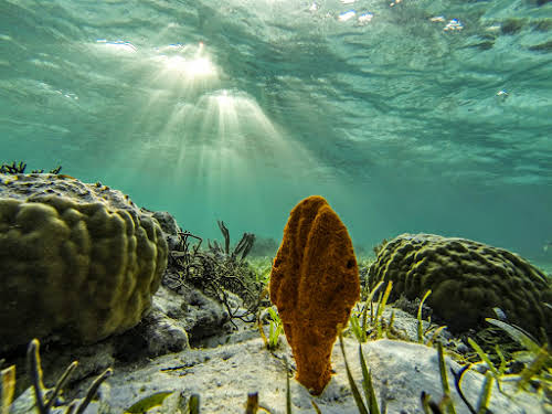 Top. Dive Sites, Kri Island, Raja Ampat, Papua. Coral around Kri Island