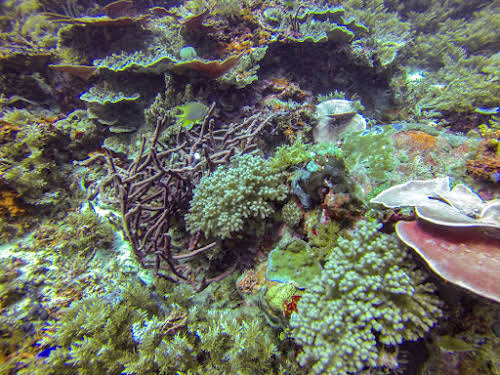 Top. Dive Sites, Kri Island, Raja Ampat, Papua. Coral Diversity