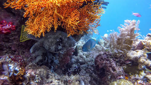 Top. Dive Sites, Kri Island, Raja Ampat, Papua. Map Pufferfish
