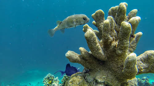 Top. Dive Sites, Kri Island, Raja Ampat, Papua. Porcupinefish
