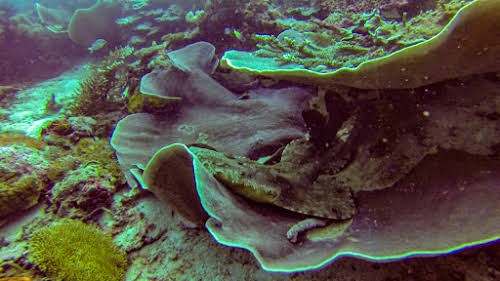 Top. Dive Sites, Kri Island, Raja Ampat, Papua. Wobbedong Shark