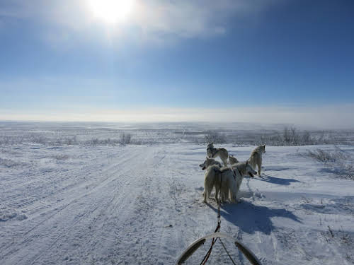 Top Winter Arctic Adventures // Dog sledding over the frozen tundra