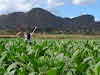 Travel Horror Stories When Travel Goes Wrong // Cuba Vinales Photo Why Not Ju